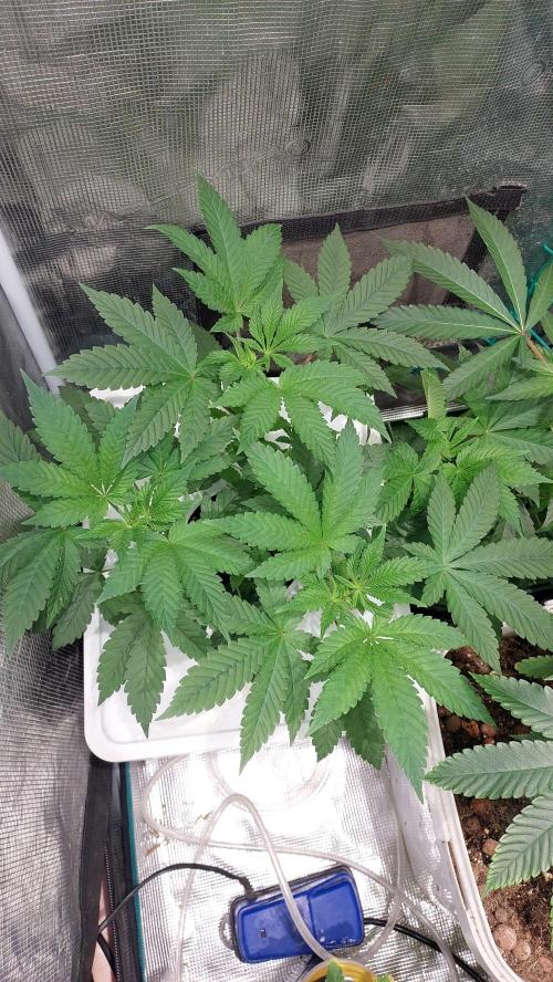 Red alien. Week 5