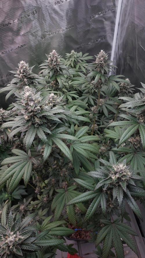 Girl Scout Cookies . Week 14