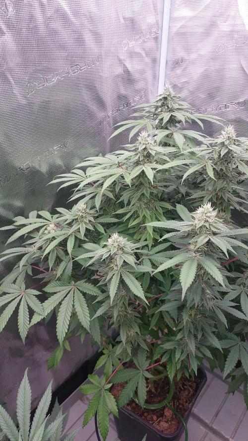 Sapphire desire. Week 10