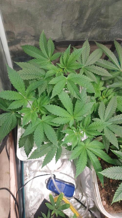 Red alien. Week 5