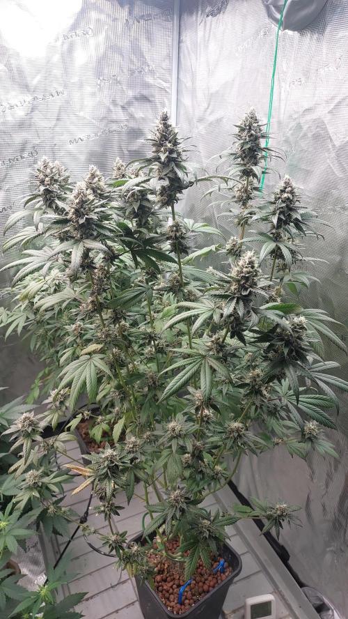 Girl Scout Cookies . Week 14