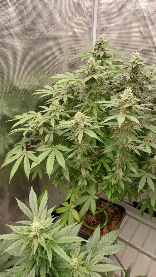 Sapphire desire. Week 11
