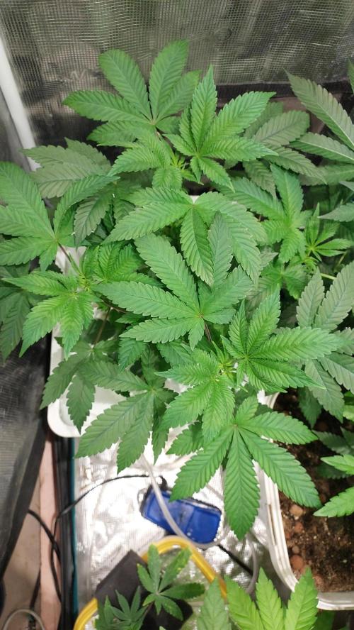 Red alien. Week 5