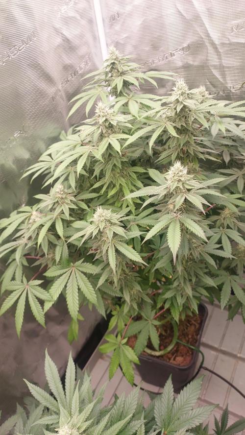 Sapphire desire. Week 11