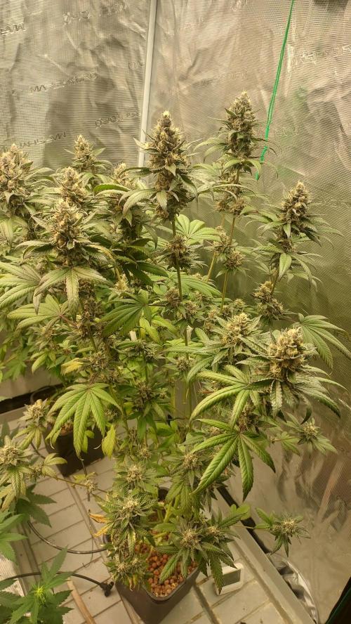Girlscout cookies. Week 15