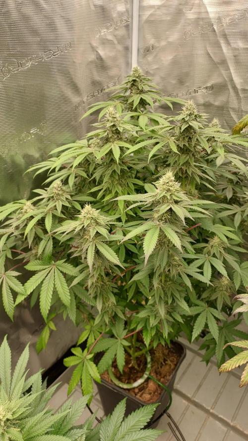 Sapphire desire. Week 11