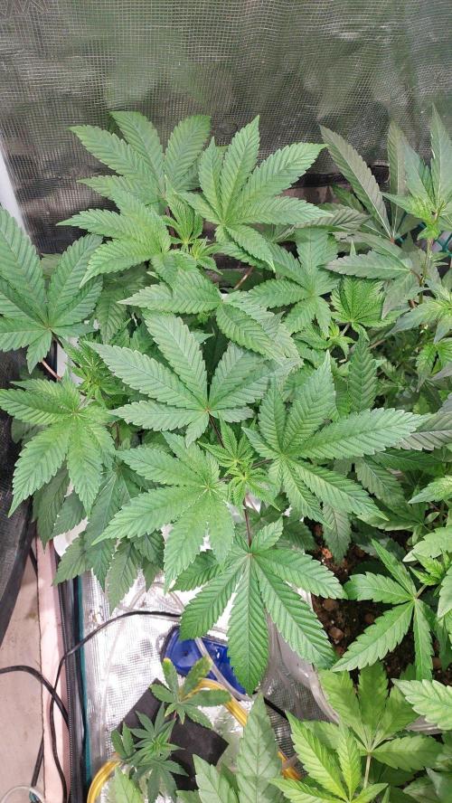 Red alien. Week 5