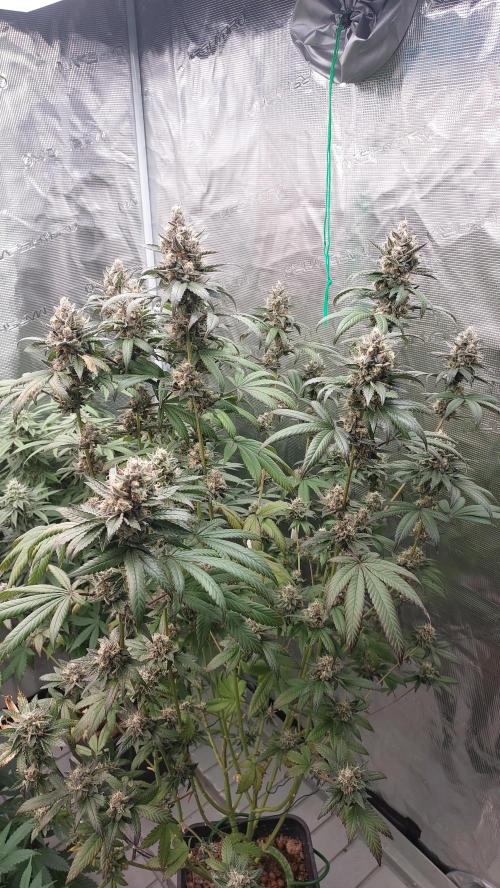 Girl Scout Cookies . Week 14