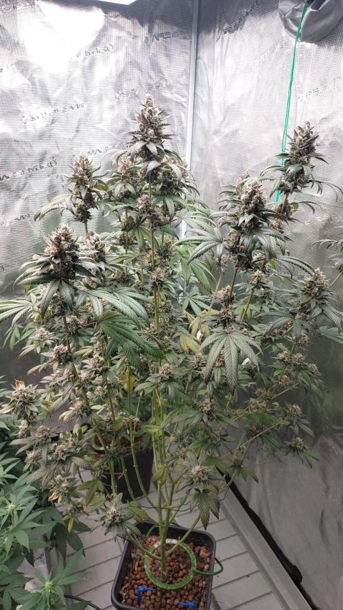Girlscout cookies. Week 15