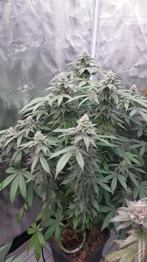 Sapphire Desire. Week 11