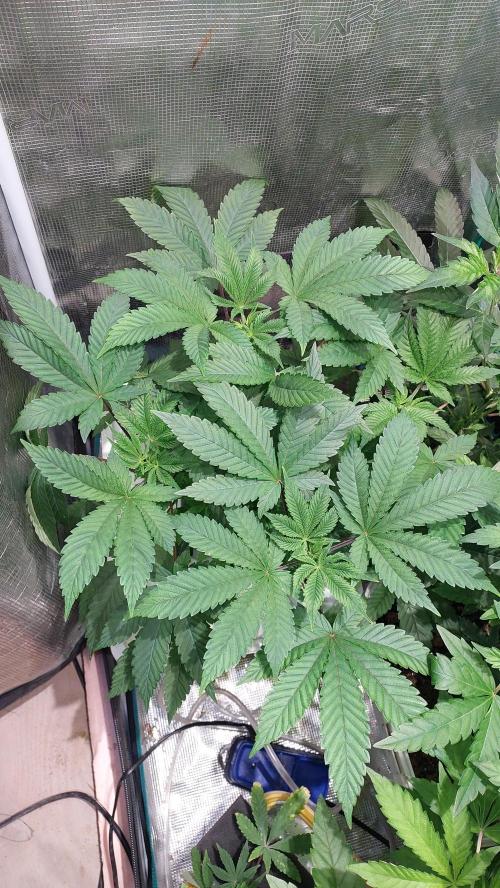 Red alien. Week 5