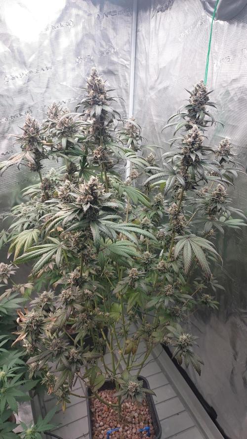 Girlscout cookies. Week 15