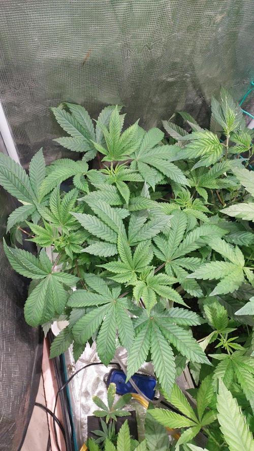 Red alien. Week 6