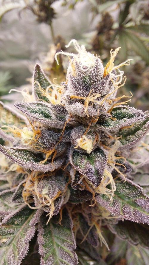 Girlscout cookies. Week 15