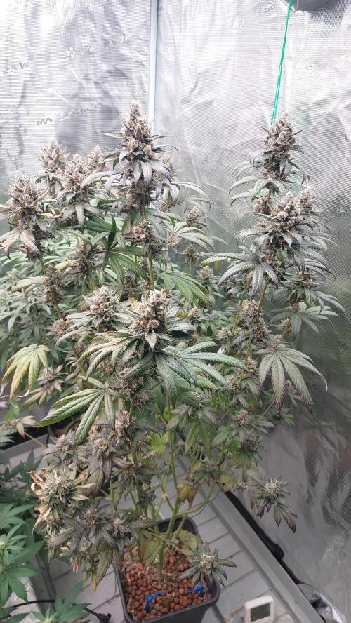 Girlscout cookies. Week 15