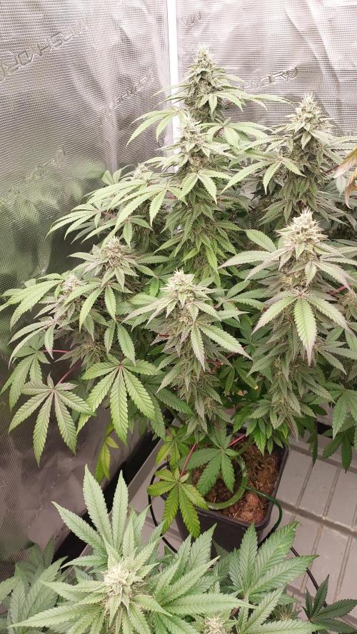 Sapphire Desire. Week 11