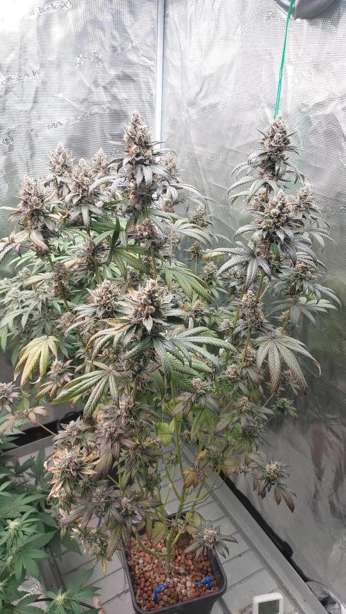 Girlscout cookies. Week 15