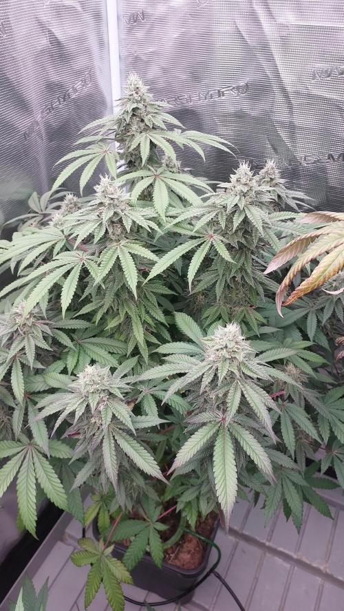 Sapphire Desire. Week 11