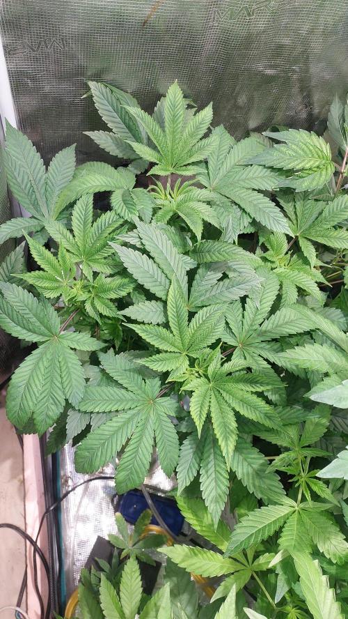Red alien. Week 6