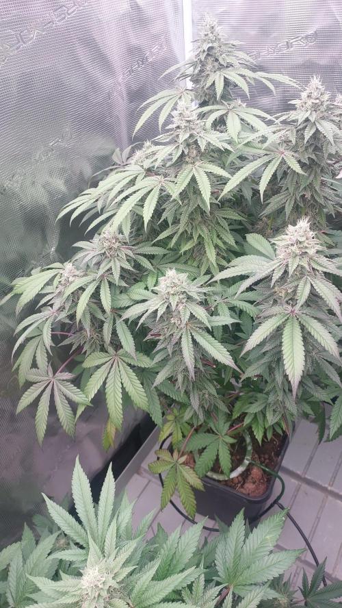 Sapphire Desire. Week 11