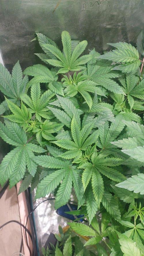 Red alien. Week 6