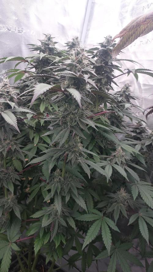 Sapphire Desire. Week 11