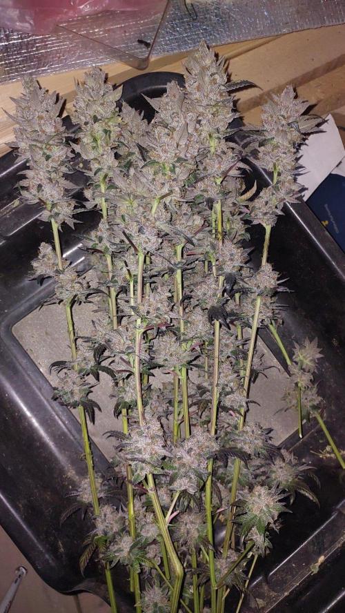 Girlscout cookies. Week 16