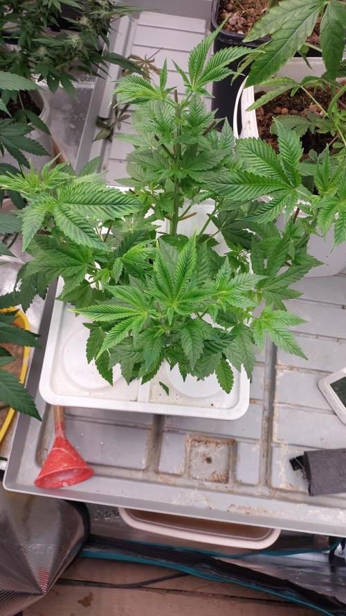 Red alien. Week 6
