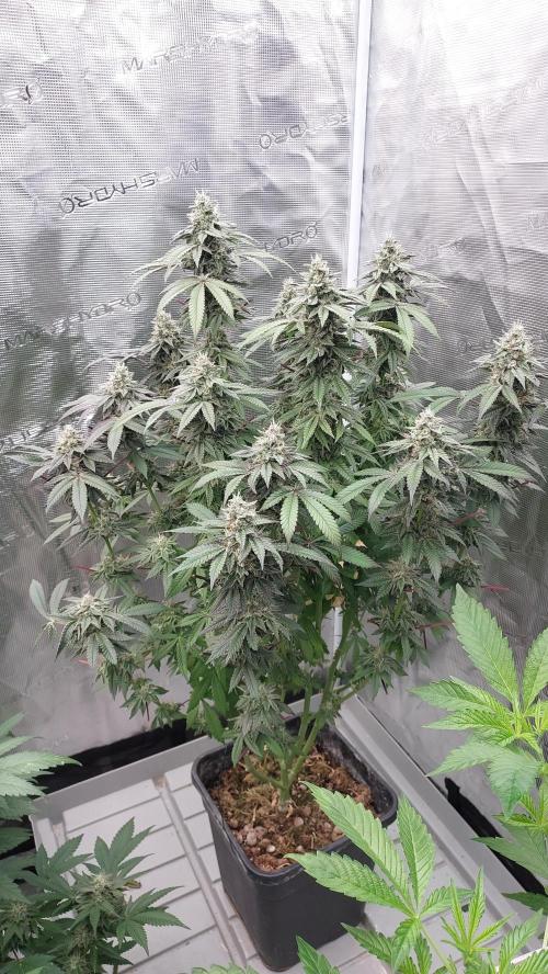 Sapphire Desire. Week 12