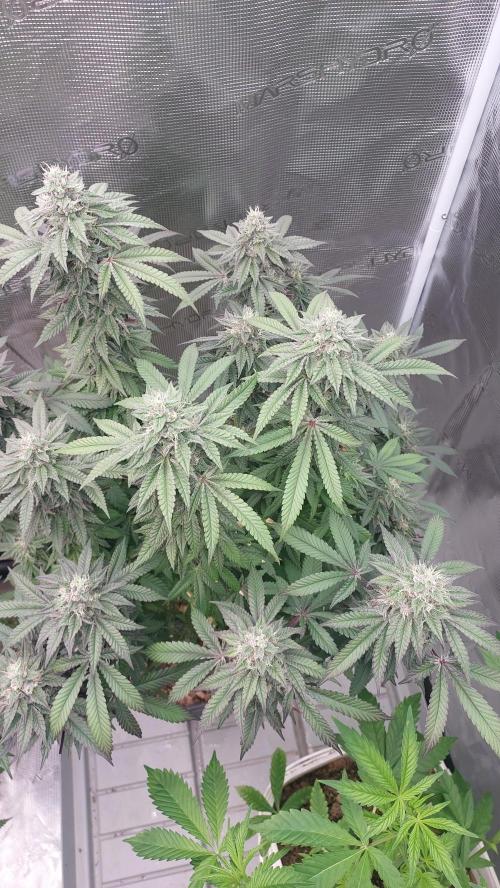 Sapphire Desire. Week 12