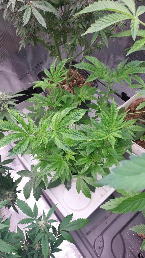 Red alien. Week 6