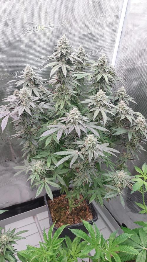 Sapphire Desire. Week 12