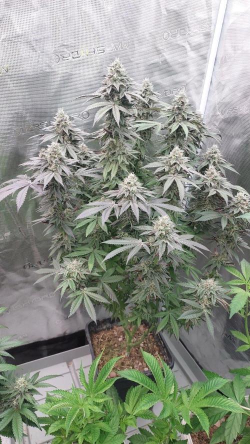 Sapphire desire. Week 12