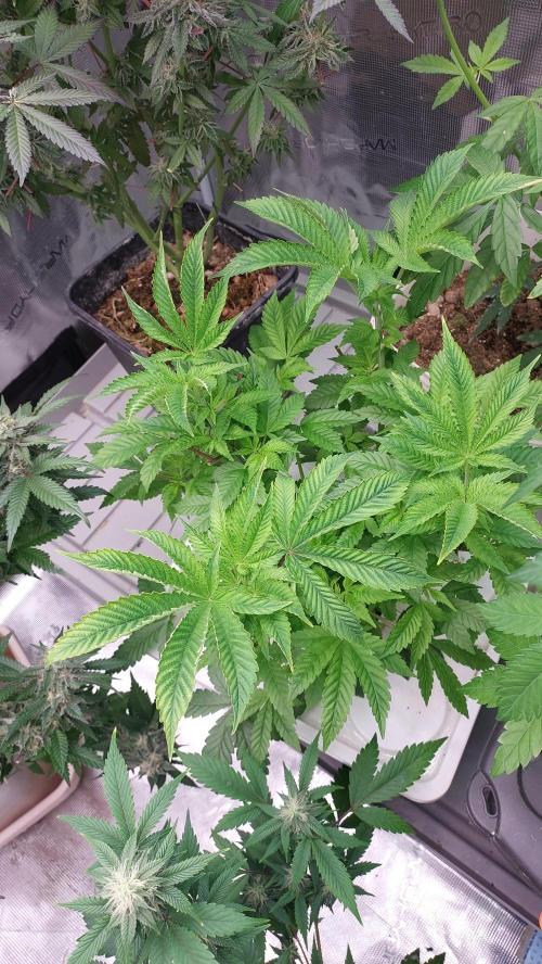 Red alien. Week 6