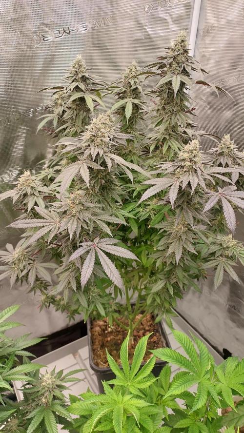 Sapphire desire. Week 12