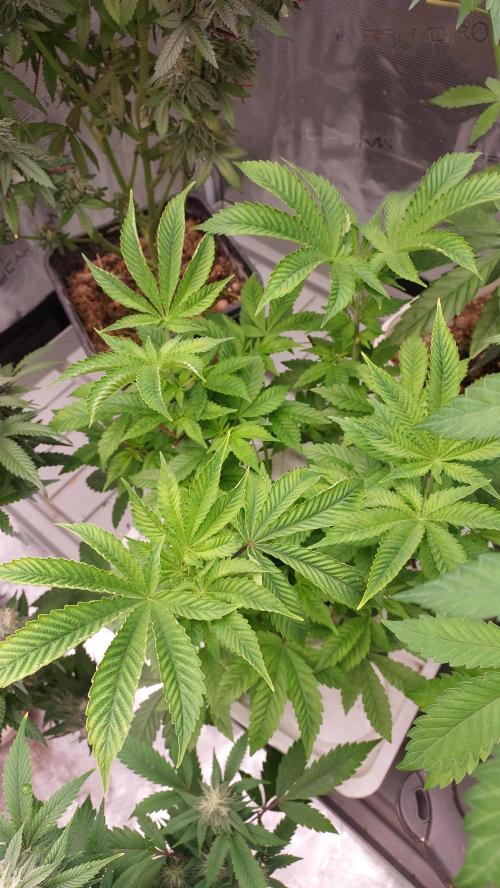 Red alien. Week 6