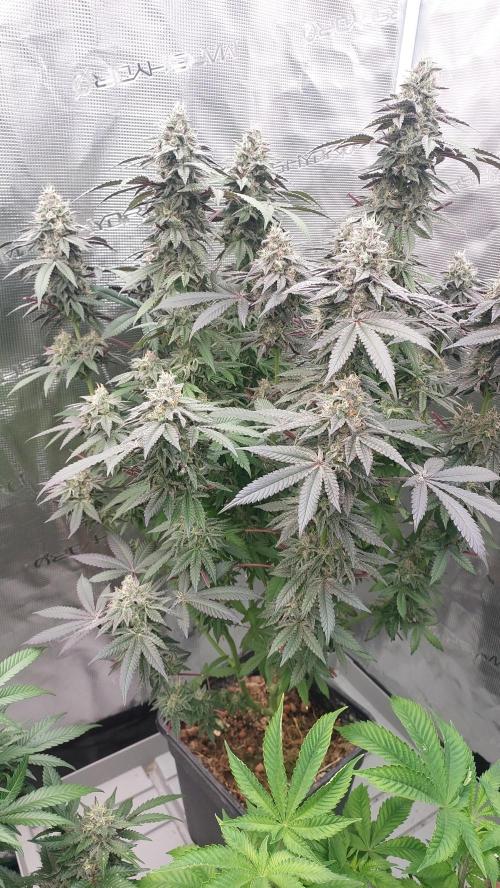 Sapphire desire. Week 12