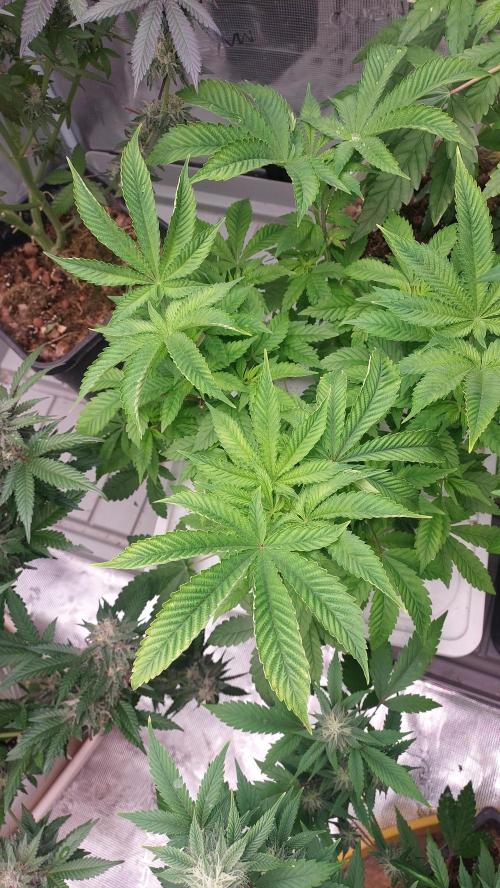 Red alien. Week 7