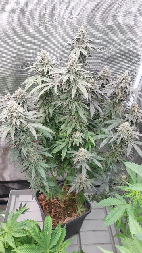 Sapphire desire. Week 12