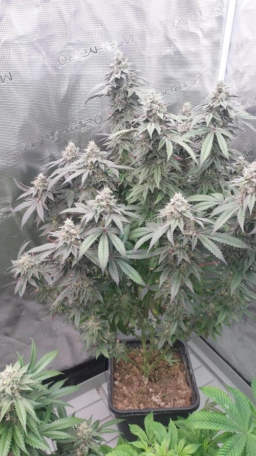 Sapphire desire. Week 12