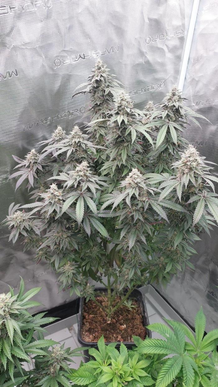 Sapphire desire. Week 13