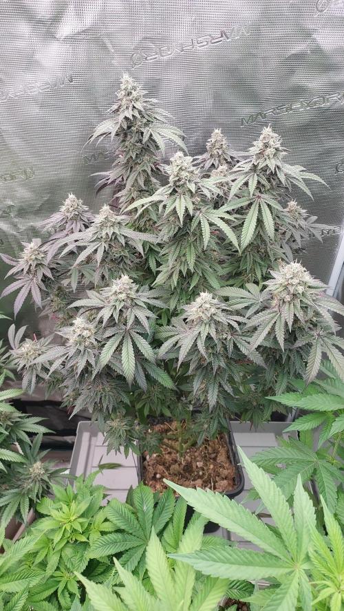 Sapphire desire. Week 13