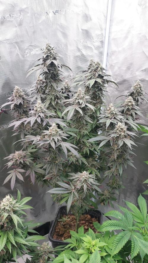 Sapphire desire. Week 13