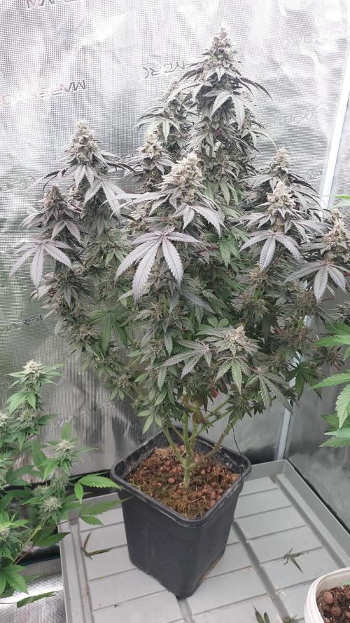 Sapphire desire. Week 13