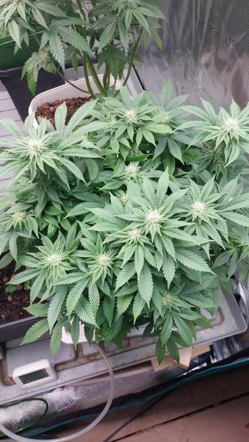 Red alien. Week 9