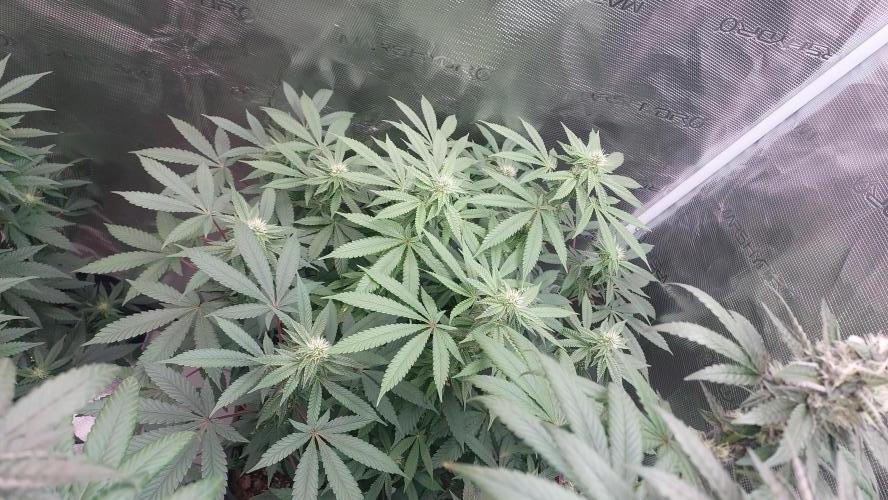 Sapphire desire. Week 9