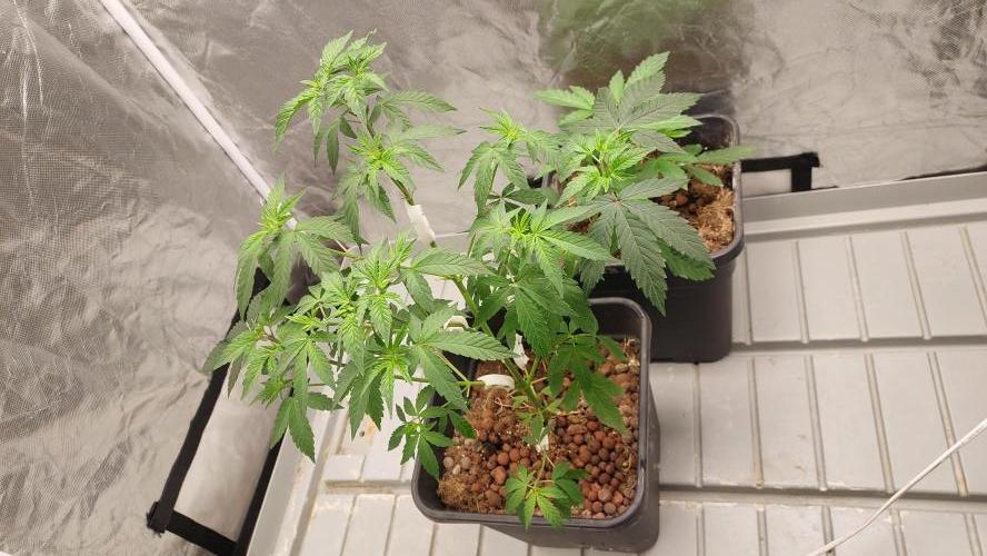 Girlscout cookies. Week 6