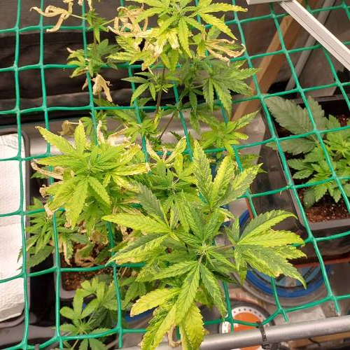 Purple Haze Automatic. Week 7
