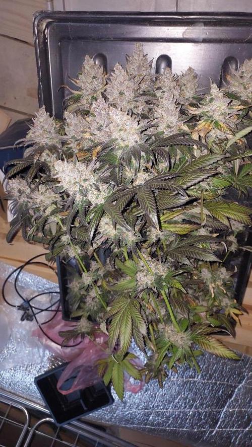 Girlscout cookies. Week 16