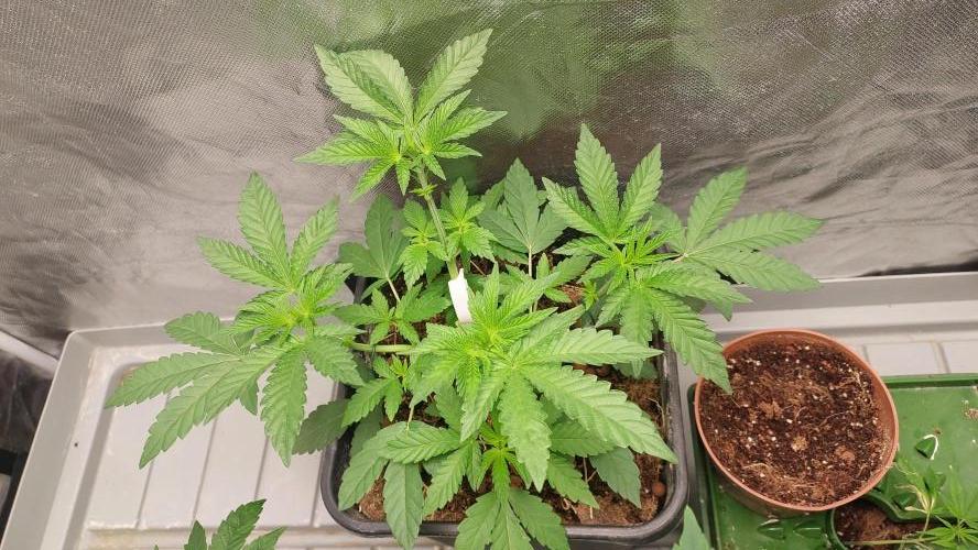 Sapphire desire. Week 3
